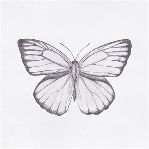 Butterfly Drawings on Behance