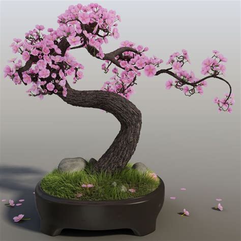 Weeping cherry blossom bonsai tree seeds for planting highly prized for ...