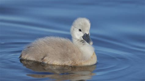 Cygnet | Mute Swan cygnet a whole one this time ;0) | Hammerchewer | Flickr