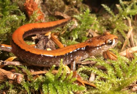 Goldstream Provincial Park, Amphibian Habitat | Victoria and Region ...