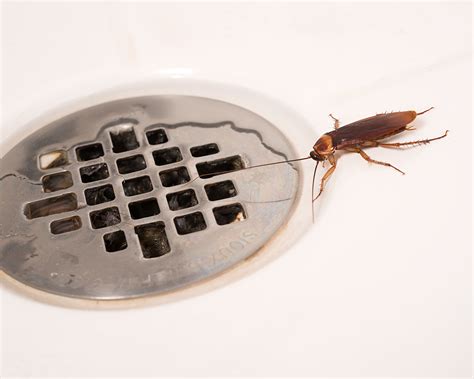 American Cockroaches Control - Facts & Information