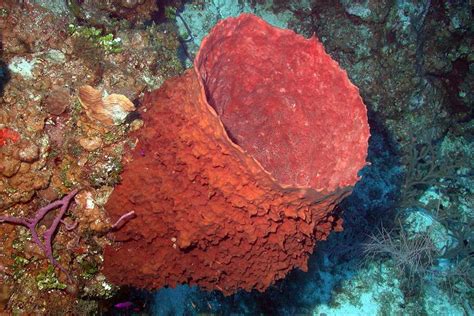 Sponges - Porifera - The Animal Encyclopedia