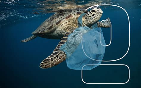 Why Plastic Bags Should Be Banned: 5 Reasons - Environment Co