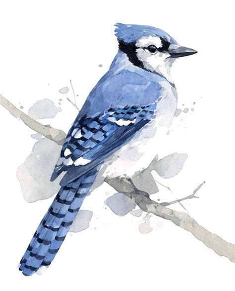 Blue Jay Print Bird Watercolor Painting Audubon Print - Etsy