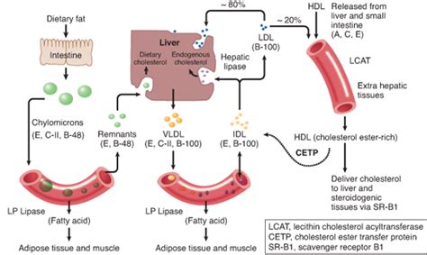 Overview of Lipoprotein Metabolism | Biochemistry, Medical school studying, Health science