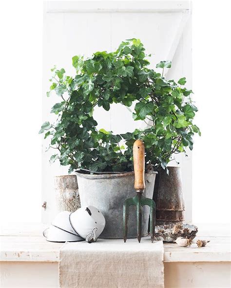 - ivy wreath | Ivy wreath, Wreaths, Houseplants