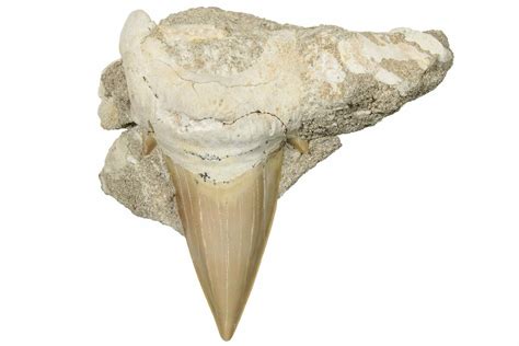 3.1" Otodus Shark Tooth Fossil in Rock - Huge Tooth! (#201161) For Sale - FossilEra.com