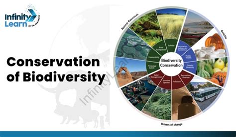 Estrategias para conservar y proteger los ecosistemas en peligro