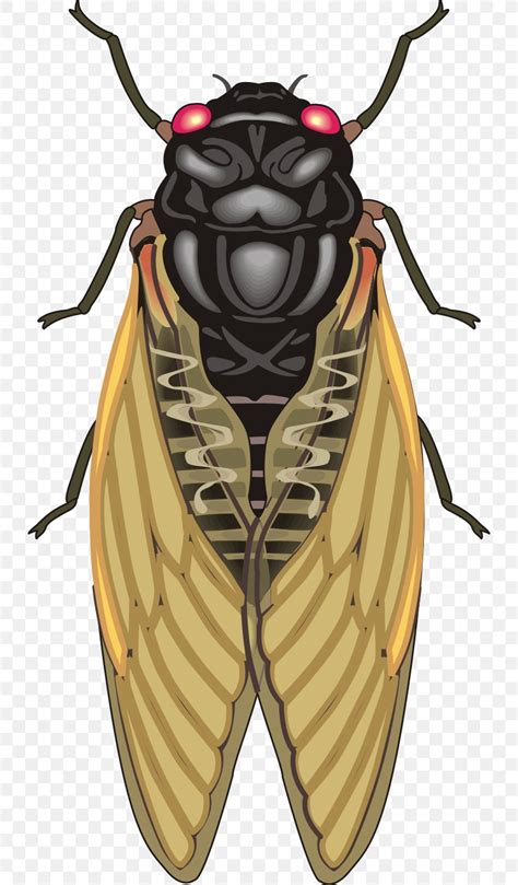 Insect Cicadas Clip Art, PNG, 732x1401px, Insect, Aphid, Arthropod, Cicada, Cicadas Download Free