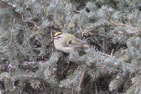 Kinglets - FeederWatch