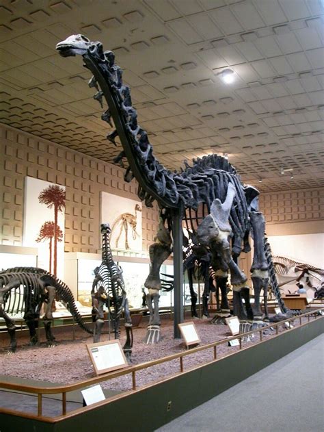 Brontosaurus. | Fossils, Brontosaurus, Dinosaur fossils