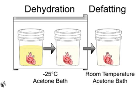 Preservation Methodologies - Plastination