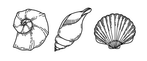 Set of Sea Shells. Vector illustration of Seashells on isolated ...