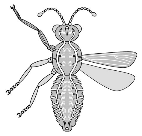 Insect Respiration