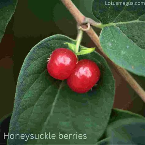 Are Honeysuckle Berries Edible? (Types, Easy to Identify)