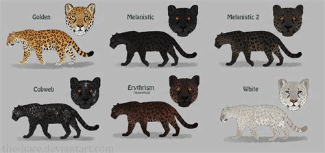 Jaguar Colour Morphs by The-Hare on DeviantArt