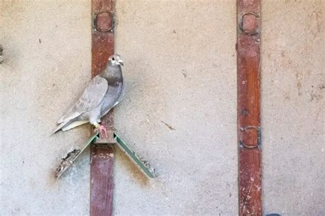 How To Train A Carrier Pigeon – Pigeonpedia