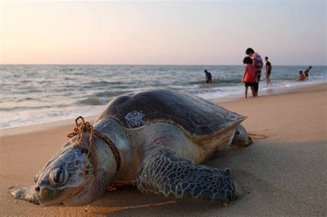 Humans Are Speeding Extinction and Altering the Natural World at an ‘Unprecedented’ Pace ~ Today ...