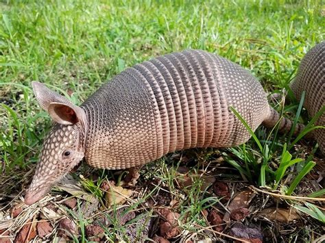 Can You Catch Leprosy from Armadillos? - AAAC Wildlife Removal of Eastern Kentucky