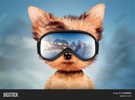 Funny Dog Wearing Ski Image & Photo (Free Trial) | Bigstock