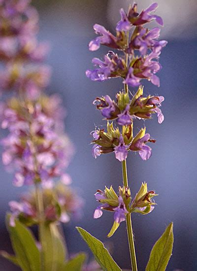 Why did sage suddenly flower? - Buffalo-NiagaraGardening.com