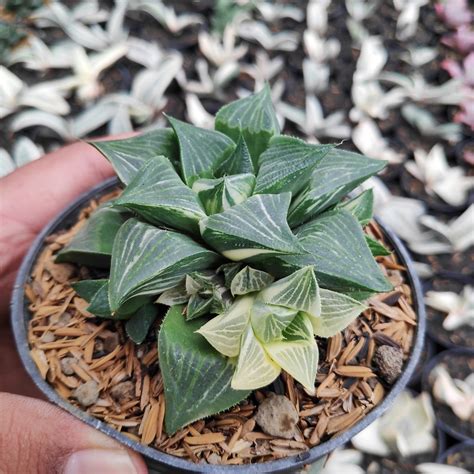 Health and High Quality Haworthia Magnifica Variegated For Sale