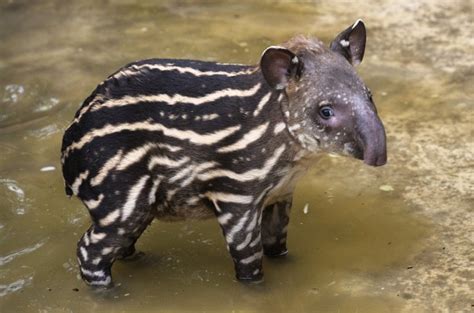 Brazilian Tapir | Animal Wildlife