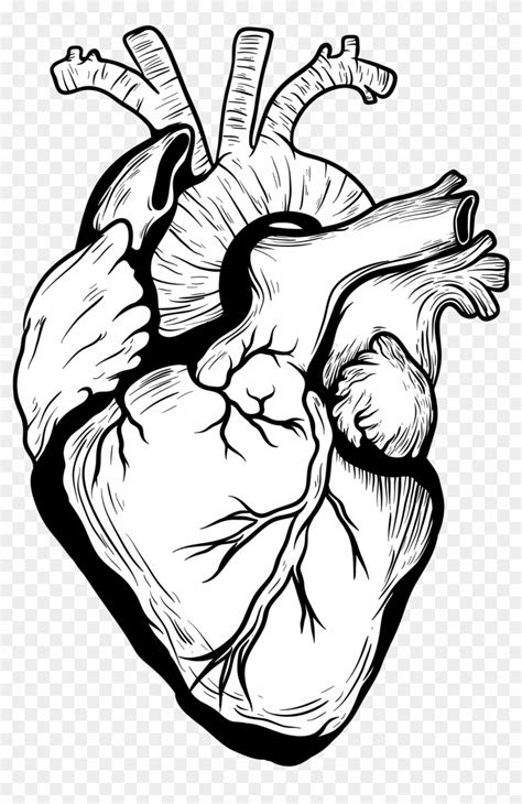 Real Heart Outline Png