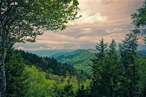 HD wallpaper: forest, view, landscape, nature, trees, mood, sky ...