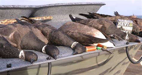 Cold Bay Alaska duck hunting guide | Alaska Duck Hunting King Eider Hunting