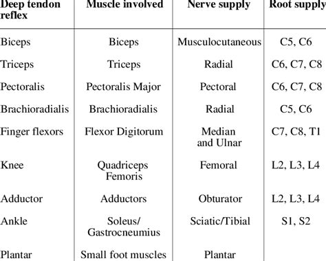 Deep tendon reflex | Physical therapy student, Medical knowledge, Reflexes