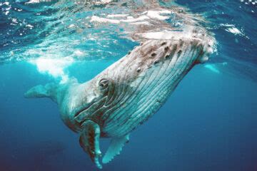 Baleen whales: Evolutionary history of the largest animals ever • Earth.com