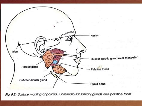 Anatomy Head And Neck Submandibular Gland Article | Images and Photos finder