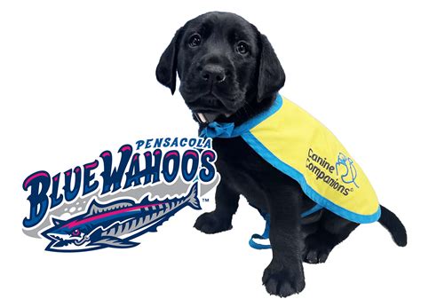 Help Name the Pensacola Blue Wahoos’ Newest Service Dog in Training - Canine Companions