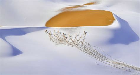 The Winners of the 2019 Wildlife Photographer of the Year