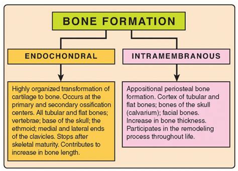 Endochondral Ossification Vs Intramembranous Ossification