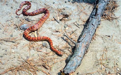 Beyond the Surface: Exploring the Intriguing Habitat and Behavior of Snakes - Reptile Jam