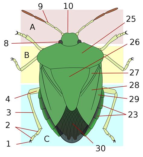 Anatomy of a Shield Bug (Dorsal): The Animal Files