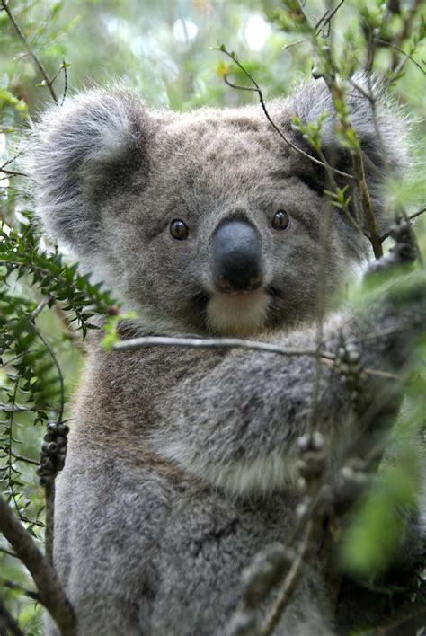 Tree-hugging koalas beat the summer heat