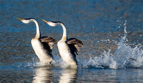 A pair of Clark's Grebes doing their mating dance, first time I've seen this in person, so cool ...