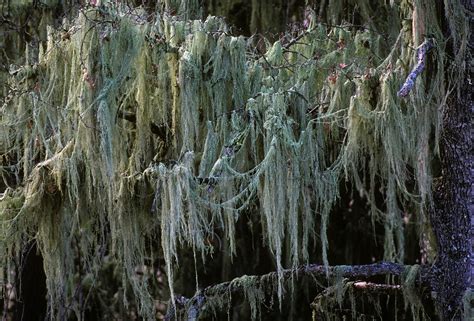 Lace Lichen Species Info | California Lichen Society (CALS)