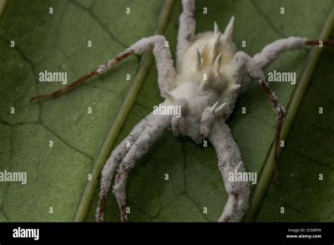 Zombie Tarantula Fungus