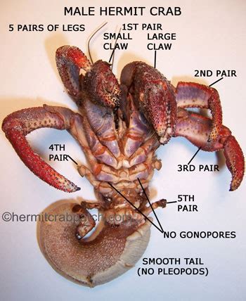 Decapoda Anatomy