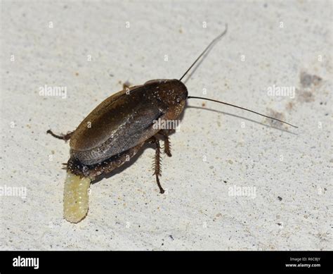 Cockroach eggs hi-res stock photography and images - Alamy