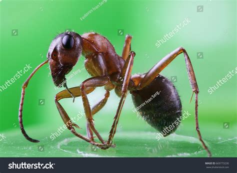 Ant zoom Images, Stock Photos & Vectors | Shutterstock