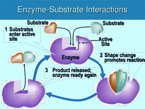 PPT - Protein Structure and Enzyme Function PowerPoint Presentation - ID:306318