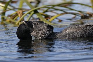 Musk Duck | Lake Wendouree. Ballarat. | Ed Dunens | Flickr