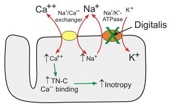 amiodarone mechanism of action - Google Search | Medical surgical nursing, Pharmacology nursing ...