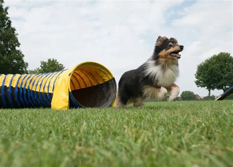 5 Best Dog Agility Tunnels to Get Your Pup Moving!