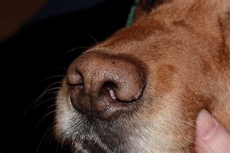 Nasal Planum Disease in Dogs